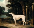 Vandeau ein weißer Windhund Herring Snr John Frederick Pferd